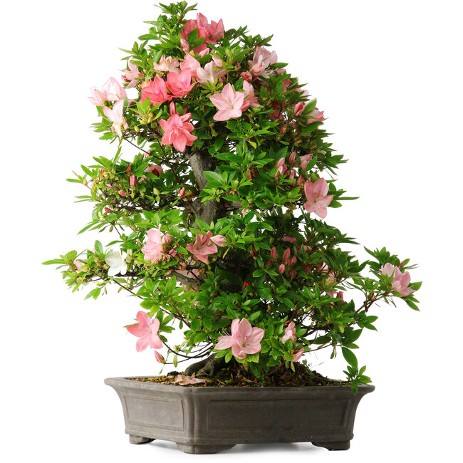 Rhododendron indicum Toki, 73 cm, ± 30 anni