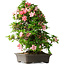 Rhododendron indicum Toki, 73 cm, ± 30 Jahre alt