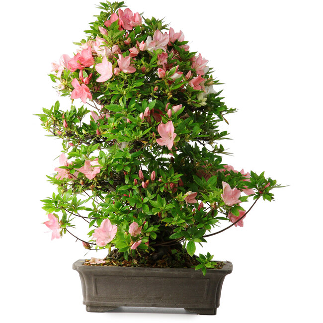 Rhododendron indicum Toki, 73 cm, ± 30 years old