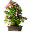 Rhododendron indicum Toki, 73 cm, ± 30 Jahre alt