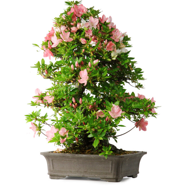 Rhododendron indicum Toki, 73 cm, ± 30 years old