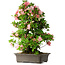 Rhododendron indicum Toki, 73 cm, ± 30 Jahre alt