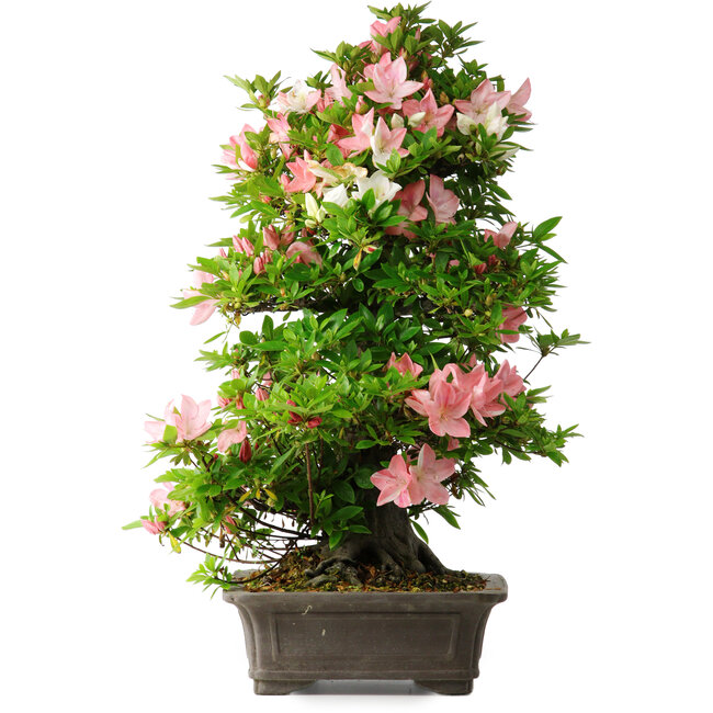 Rhododendron indicum Toki, 73 cm, ± 30 ans