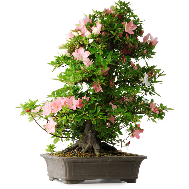Rhododendron indicum Toki, 73 cm, ± 30 Jahre alt