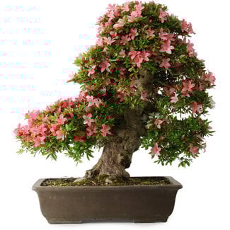 Rhododendron indicum Shin Nikko, 67 cm, ± 25 Jahre alt