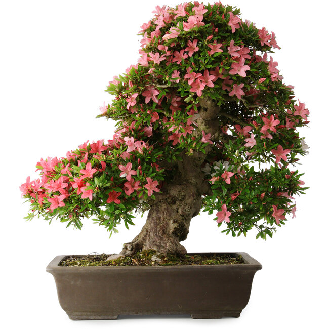 Rhododendron indicum Shin Nikko, 67 cm, ± 25 Jahre alt, mit einem Nebari von 17 cm