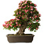 Rhododendron indicum Shin Nikko, 67 cm, ± 25 Jahre alt, mit einem Nebari von 17 cm