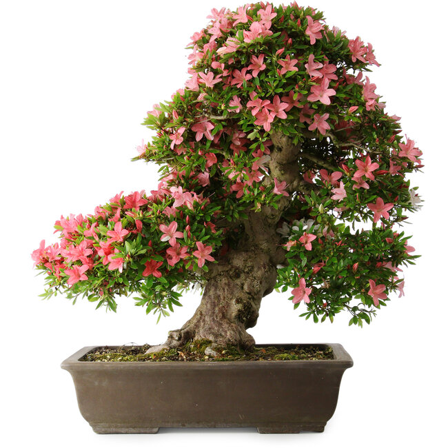 Rhododendron indicum Shin Nikko, 67 cm, ± 25 ans, avec un nebari de 17 cm