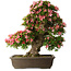 Rhododendron indicum Shin Nikko, 67 cm, ± 25 Jahre alt, mit einem Nebari von 17 cm
