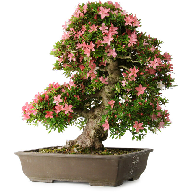 Rhododendron indicum Shin Nikko, 67 cm, ± 25 years old, with a nebari of 17 cm