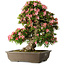 Rhododendron indicum Shin Nikko, 67 cm, ± 25 Jahre alt, mit einem Nebari von 17 cm