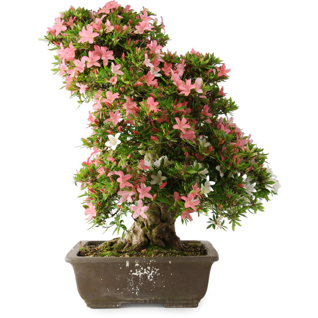 Rhododendron indicum Shin Nikko, 67 cm, ± 25 años, con un nebari de 17 cm