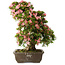 Rhododendron indicum Shin Nikko, 67 cm, ± 25 Jahre alt, mit einem Nebari von 17 cm