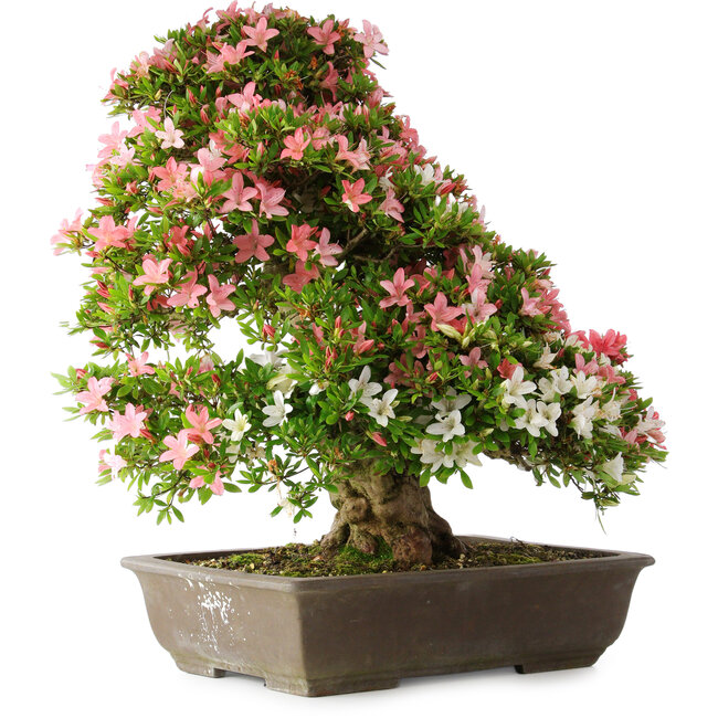 Rhododendron indicum Shin Nikko, 67 cm, ± 25 jaar oud, met een nebari van 17 cm