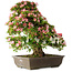 Rhododendron indicum Shin Nikko, 67 cm, ± 25 Jahre alt, mit einem Nebari von 17 cm