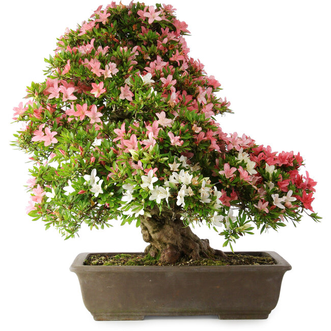 Rhododendron indicum Shin Nikko, 67 cm, ± 25 años, con un nebari de 17 cm