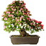 Rhododendron indicum Shin Nikko, 67 cm, ± 25 Jahre alt, mit einem Nebari von 17 cm