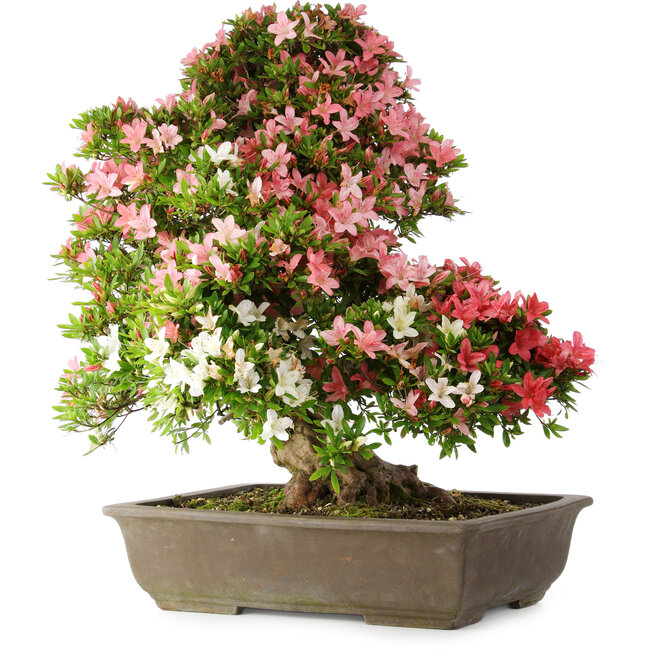 Rhododendron indicum Shin Nikko, 67 cm, ± 25 anni, con un nebari di 17 cm