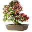Rhododendron indicum Shin Nikko, 67 cm, ± 25 Jahre alt, mit einem Nebari von 17 cm