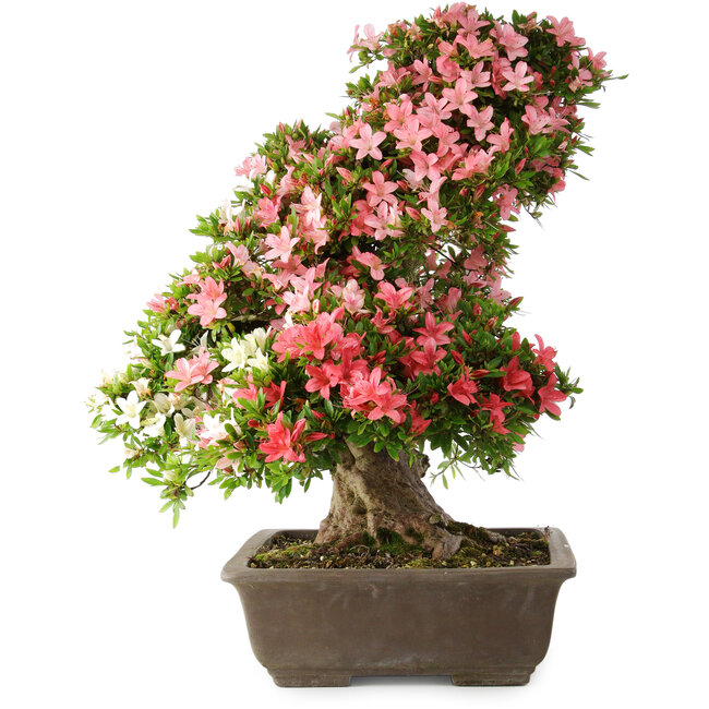 Rhododendron indicum Shin Nikko, 67 cm, ± 25 years old, with a nebari of 17 cm