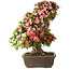 Rhododendron indicum Shin Nikko, 67 cm, ± 25 Jahre alt, mit einem Nebari von 17 cm