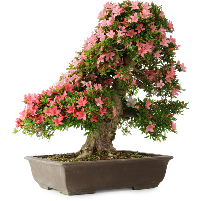 Rhododendron indicum Shin Nikko, 67 cm, ± 25 ans, avec un nebari de 17 cm