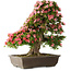 Rhododendron indicum Shin Nikko, 67 cm, ± 25 Jahre alt, mit einem Nebari von 17 cm