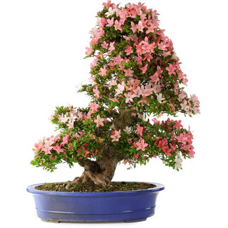 Rhododendron indicum Shin Nikko, 80 cm, ± 25 jaar oud