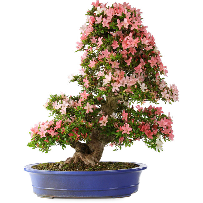 Rhododendron indicum Shin Nikko, 80 cm, ± 25 jaar oud, met een nebari van 15 cm en in een gebroken handgemaakte Japanse pot