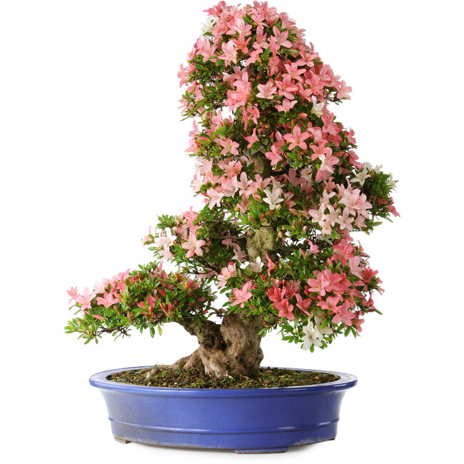 Rhododendron indicum Shin Nikko, 80 cm, ± 25 ans, avec un nebari de 15 cm et dans un pot japonais artisanal cassé