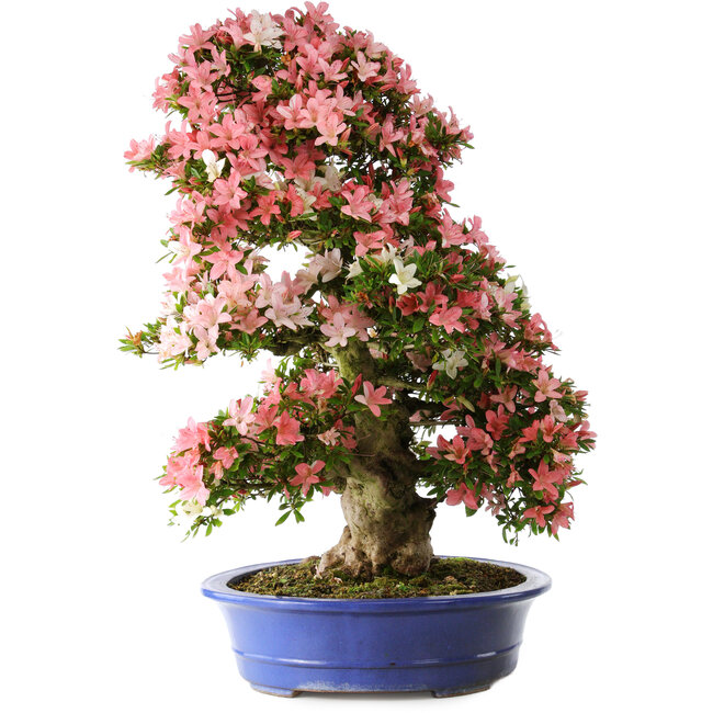 Rhododendron indicum Shin Nikko, 80 cm, ± 25 years old, with a nebari of 15 cm and in a broken handmade Japanese pot