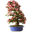 Rhododendron indicum Shin Nikko, 80 cm, ± 25 jaar oud, met een nebari van 15 cm en in een gebroken handgemaakte Japanse pot
