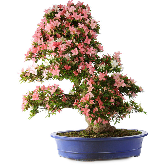 Rhododendron indicum Shin Nikko, 80 cm, ± 25 ans, avec un nebari de 15 cm et dans un pot japonais artisanal cassé