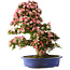 Rhododendron indicum Shin Nikko, 80 cm, ± 25 jaar oud, met een nebari van 15 cm en in een gebroken handgemaakte Japanse pot