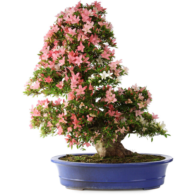 Rhododendron indicum Shin Nikko, 80 cm, ± 25 years old, with a nebari of 15 cm and in a broken handmade Japanese pot