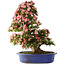 Rhododendron indicum Shin Nikko, 80 cm, ± 25 anni, con un nebari di 15 cm e in un vaso giapponese rotto fatto a mano