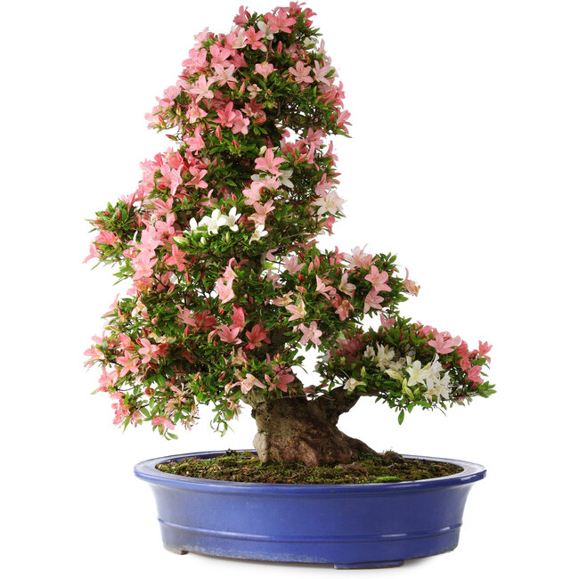Rhododendron indicum Shin Nikko, 80 cm, ± 25 anni, con un nebari di 15 cm e in un vaso giapponese rotto fatto a mano