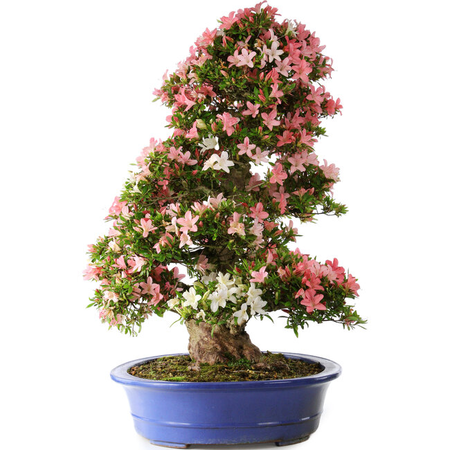 Rhododendron indicum Shin Nikko, 80 cm, ± 25 years old, with a nebari of 15 cm and in a broken handmade Japanese pot