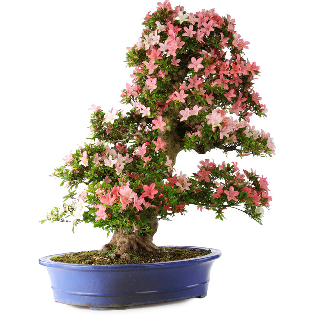 Rhododendron indicum Shin Nikko, 80 cm, ± 25 jaar oud, met een nebari van 15 cm en in een gebroken handgemaakte Japanse pot