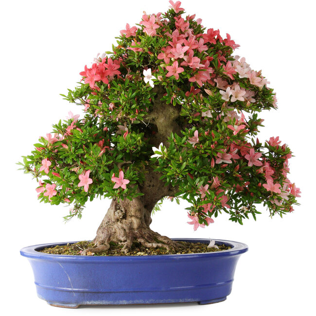Rhododendron indicum Shin Nikko, 62 cm, ± 25 Jahre alt, mit einem Nebari von 17 cm