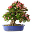Rhododendron indicum Shin Nikko, 62 cm, ± 25 Jahre alt, mit einem Nebari von 17 cm