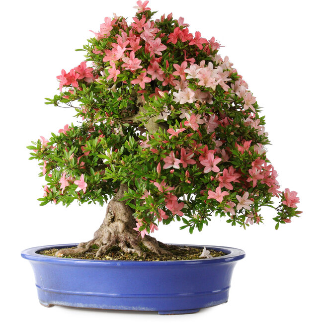 Rhododendron indicum Shin Nikko, 62 cm, ± 25 years old, with a nebari of 17 cm