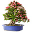 Rhododendron indicum Shin Nikko, 62 cm, ± 25 Jahre alt, mit einem Nebari von 17 cm