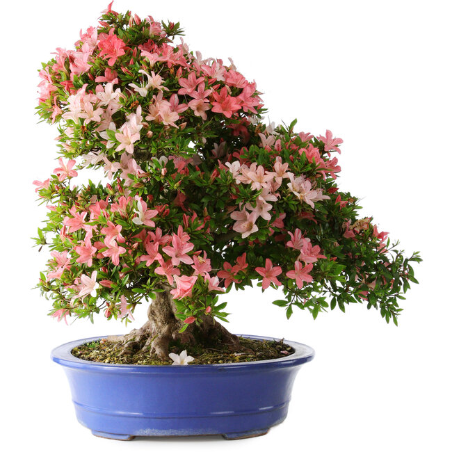 Rhododendron indicum Shin Nikko, 62 cm, ± 25 ans, avec un nebari de 17 cm