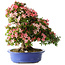 Rhododendron indicum Shin Nikko, 62 cm, ± 25 Jahre alt, mit einem Nebari von 17 cm