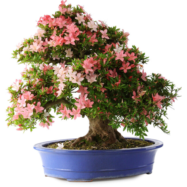 Rhododendron indicum Shin Nikko, 62 cm, ± 25 years old, with a nebari of 17 cm