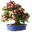 Rhododendron indicum Shin Nikko, 62 cm, ± 25 Jahre alt, mit einem Nebari von 17 cm