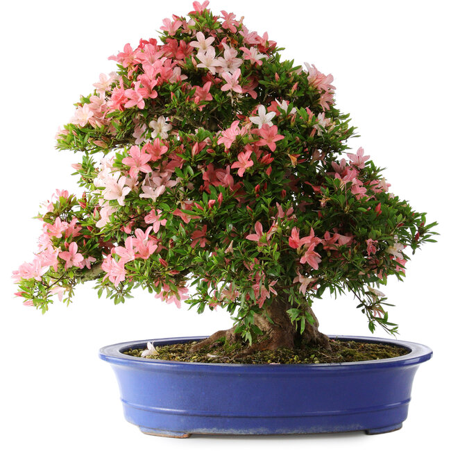 Rhododendron indicum Shin Nikko, 62 cm, ± 25 years old, with a nebari of 17 cm