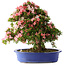 Rhododendron indicum Shin Nikko, 62 cm, ± 25 Jahre alt, mit einem Nebari von 17 cm