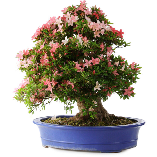 Rhododendron indicum Shin Nikko, 62 cm, ± 25 years old, with a nebari of 17 cm
